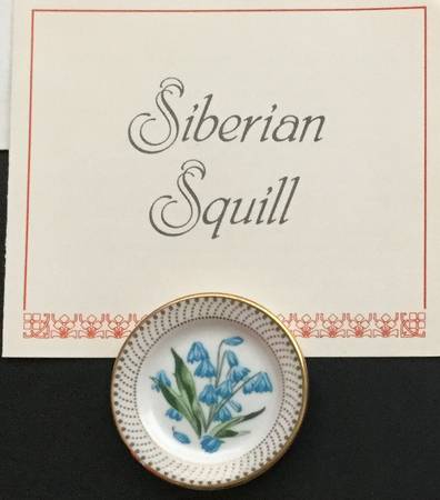 The Flowers of Holland Siberian Squill - With Box