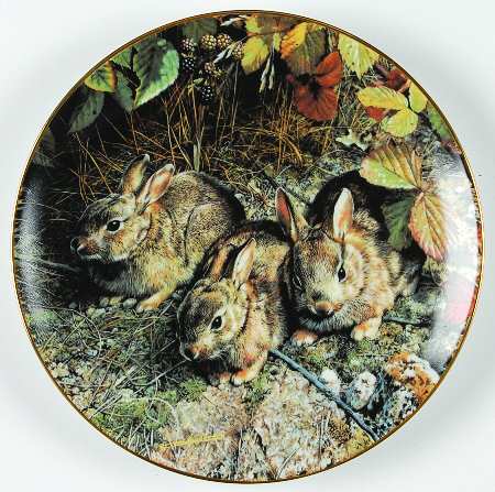 Our Woodland Friends Shy Explorers - Boxed