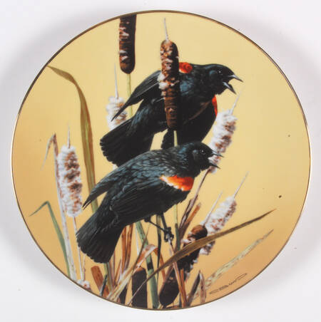 Portrait of Exquisite Birds Red-Winged Blackbird - Boxed
