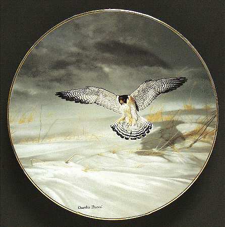 Soaring Majesty Peregrine Falcon - Boxed