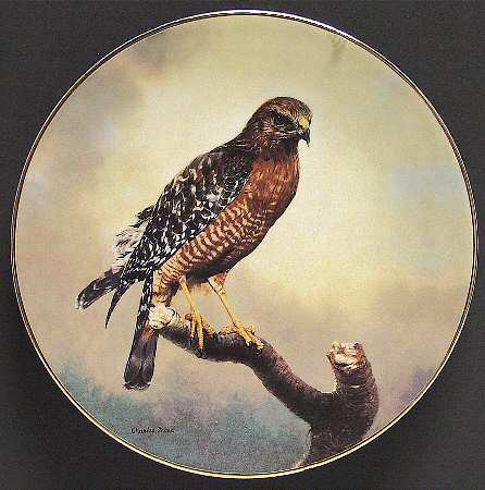 Soaring Majesty Red-Shouldered Hawk - Boxed