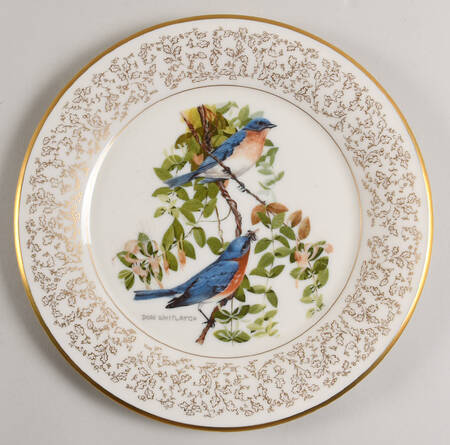 Whitlatch Birds Eastern Bluebird - No Box