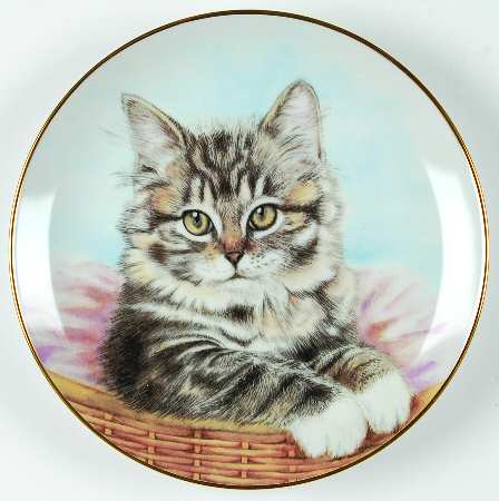 Kitten Appeal Bright Eyes - Boxed