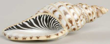 Shells Tulip Shell-Natural - No Box