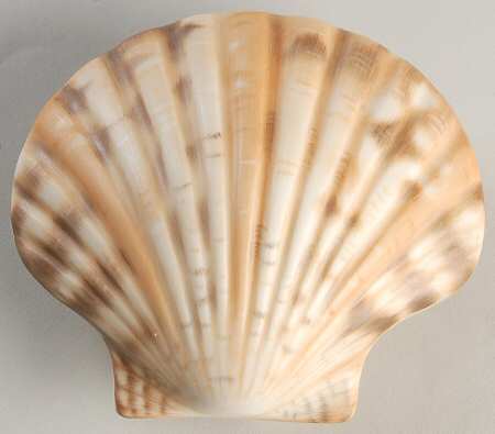 Shells Scallop Shell-Natural - No Box
