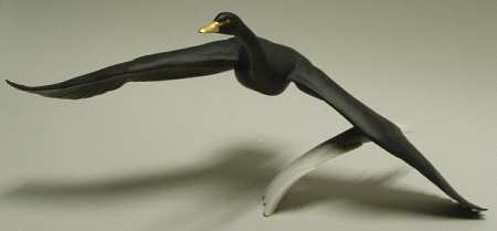 Gunther Granget Birds Black Swan - Boxed