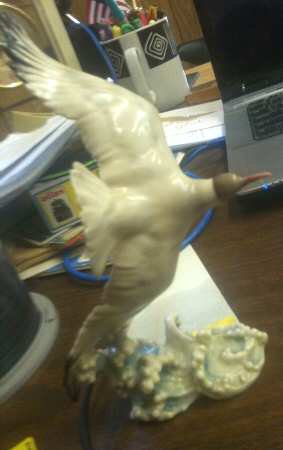 Birds Seagull-Glossy - Boxed