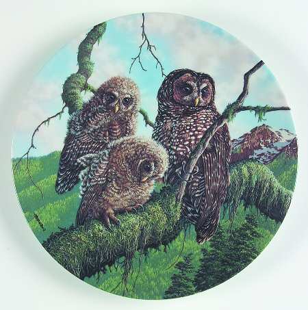 Under Mothers Wing-Plate Woodland Watch:Spotted Owls - Boxed