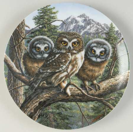Under Mothers Wing-Plate Vast View:Saw-Whet Owls - Boxed