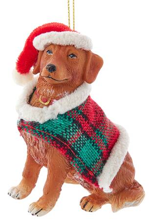 Dog Breeds with Sweaters Golden Retriever - No Box