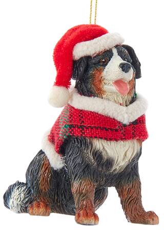 Dog Breeds with Sweaters Bernese Mountain Dog - No Box