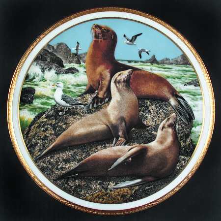 American Wildlife Sea Lions - Boxed