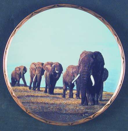 King of The Plains The Last Elephant - Boxed