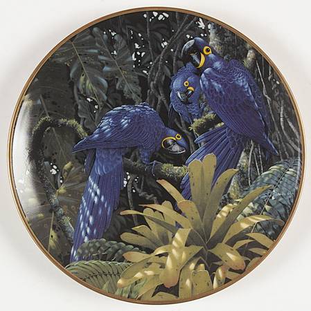 Miracles of The Rainforest Hyacinth Macaws - No Box