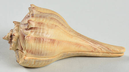 Treasures of The Sea Crown Whelk - Boxed