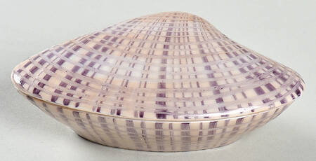 Treasures of The Sea Venus Clam - Boxed