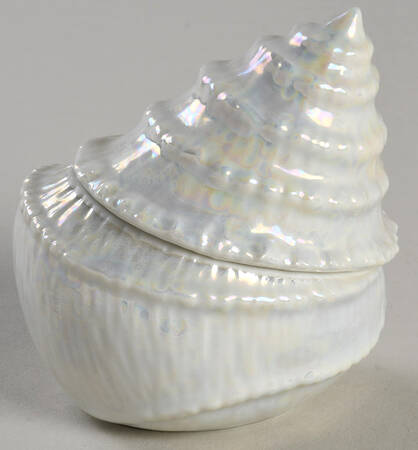 Treasures of The Sea Silvery Trochus - Boxed