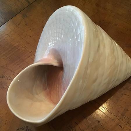 Animals-Other Conical Snail - No Box