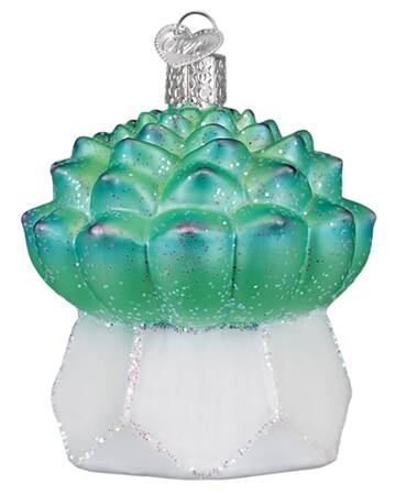 Flowers & Plants Echeveria Succulent - No Box
