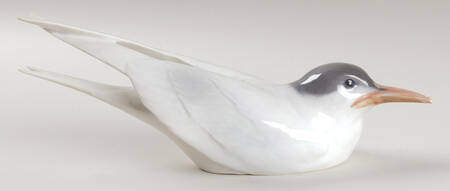 Birds Tern Squatting - No Box