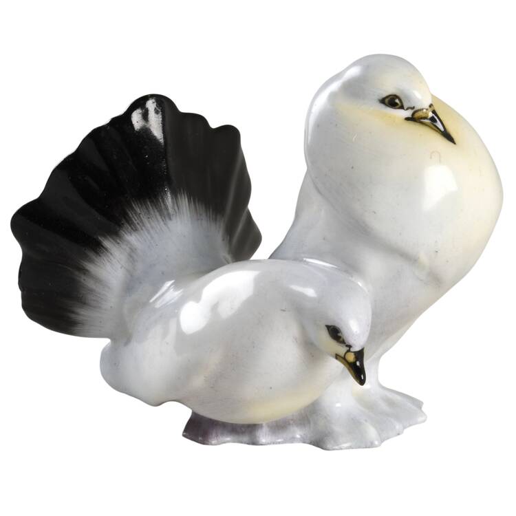 Animals Fantail Pigeons - No Box
