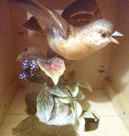 Doughty American Birds Hen-Indigo Bunting & Blackberry - Boxed