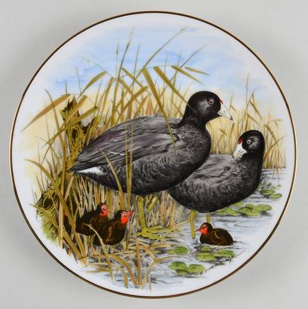 Game Birds of The South American Coot - Boxed