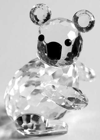 Endangered Species Koala-Facing Right-Var1 - No Box