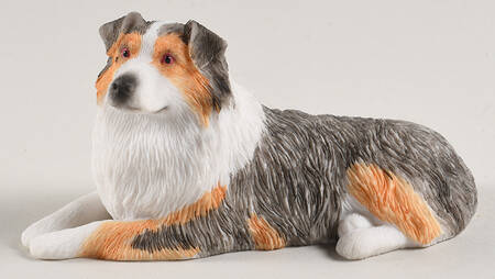 Dogs Australian Shepherd - Boxed