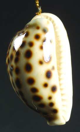 Resin Animal Ornaments Cowrie Shell - No Box