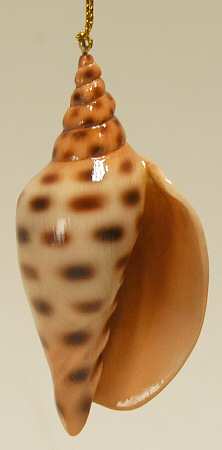 Resin Animal Ornaments Junonia Shell - No Box