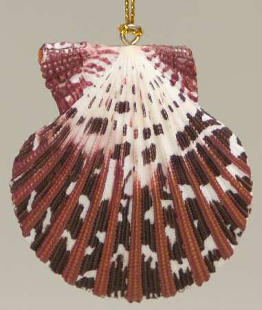 Resin Animal Ornaments Scallop Shell - No Box