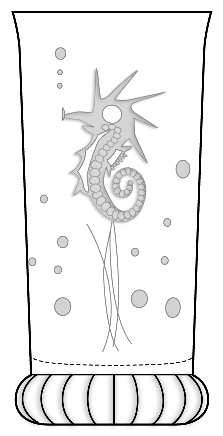 Seahorse Clear (Line 502) by Duncan &amp; Miller