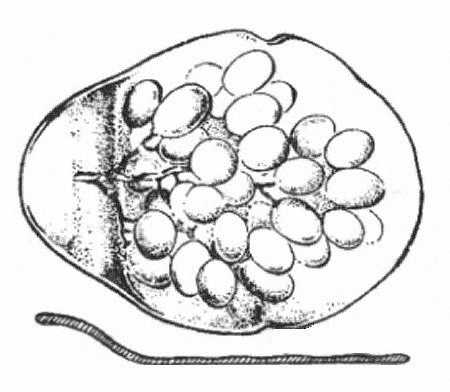 Grape 8" Oval Platter