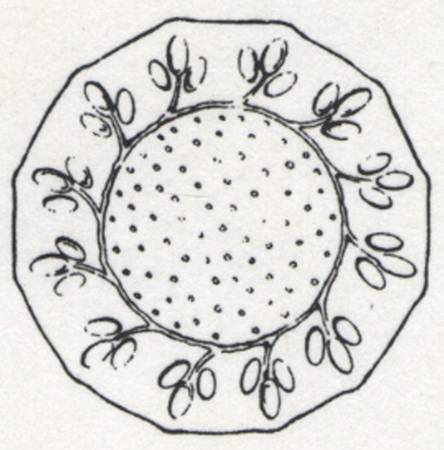 Boda Anna Dinner Plate