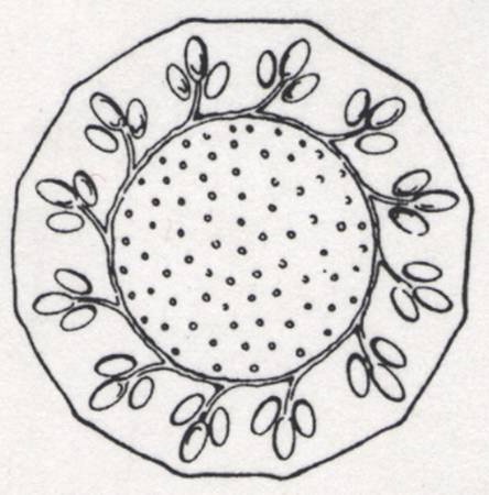 Boda Anna 13" Torte Plate