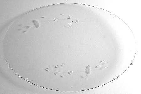 Heritage 18" Platter by Princess House