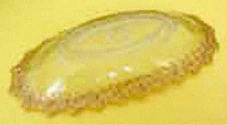 Honeycomb with Flower Clear (Gold Trim) Pickle Dish