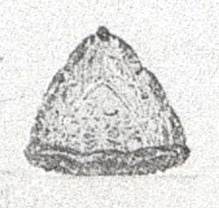 Daisy and Button Clear Individual Triangular Salt Dip