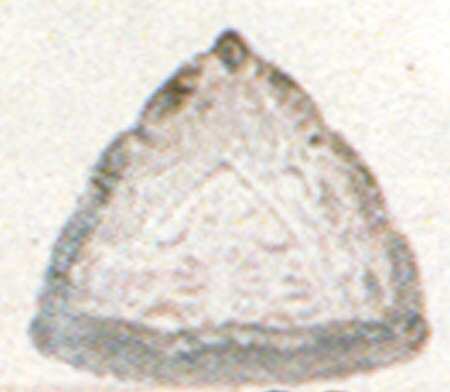 Daisy and Button Blue Individual Triangular Salt Dip