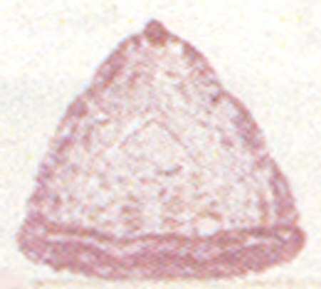 Daisy and Button Pink Individual Triangular Salt Dip