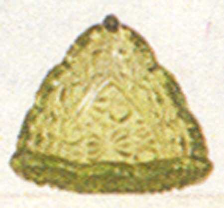 Daisy and Button Green Individual Triangular Salt Dip