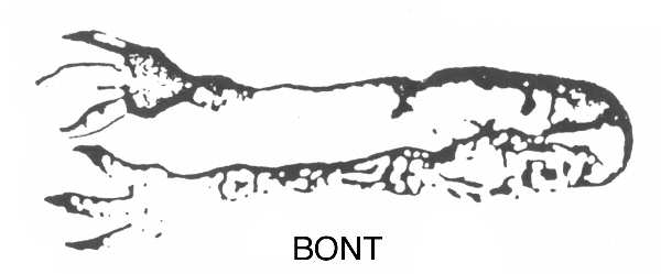 Lily (Sterling, 1902, Lion-Pat.1902) Bon Bon Tongs