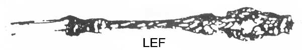 Lily (Sterling, 1902, Lion-Pat.1902) Lemon Fork