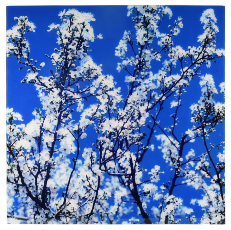 Blossoming Branches Photograph on Acrylic-1
