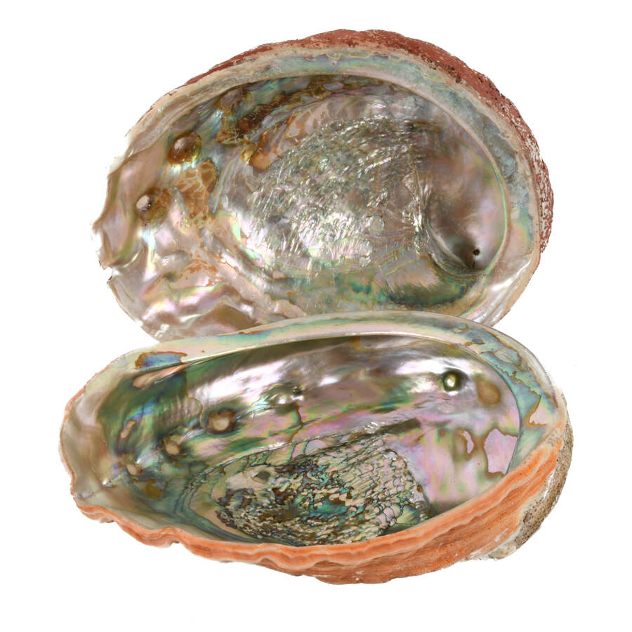 Lot of Three Abalone Seashells-10