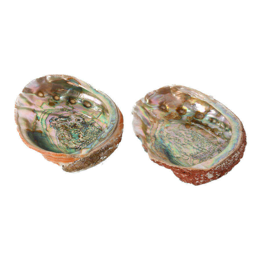 Lot of Three Abalone Seashells-8