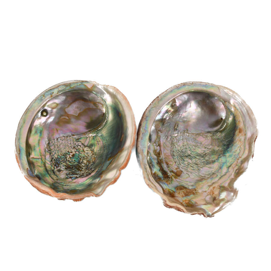 Lot of Three Abalone Seashells-7