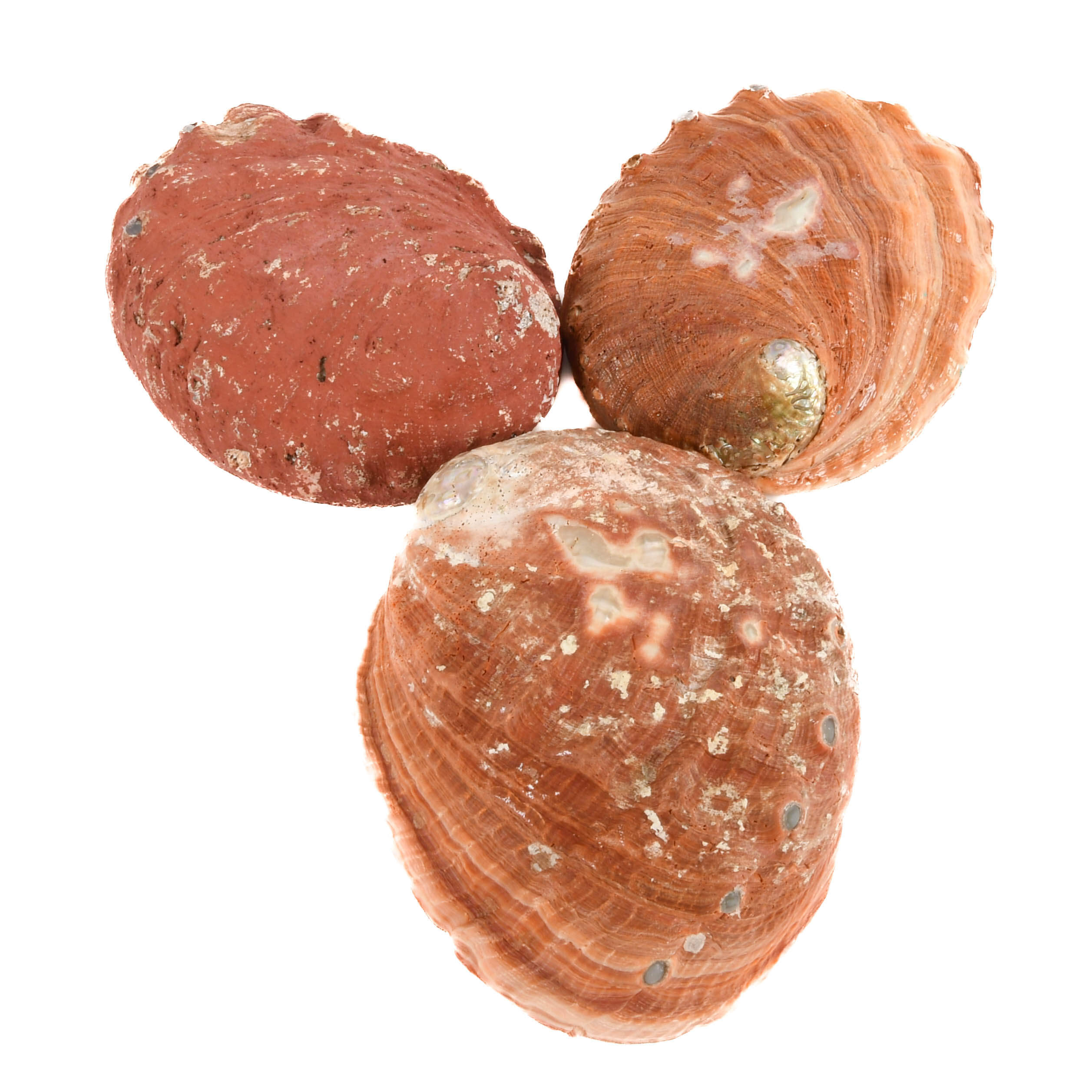 Lot of Three Abalone Seashells-6