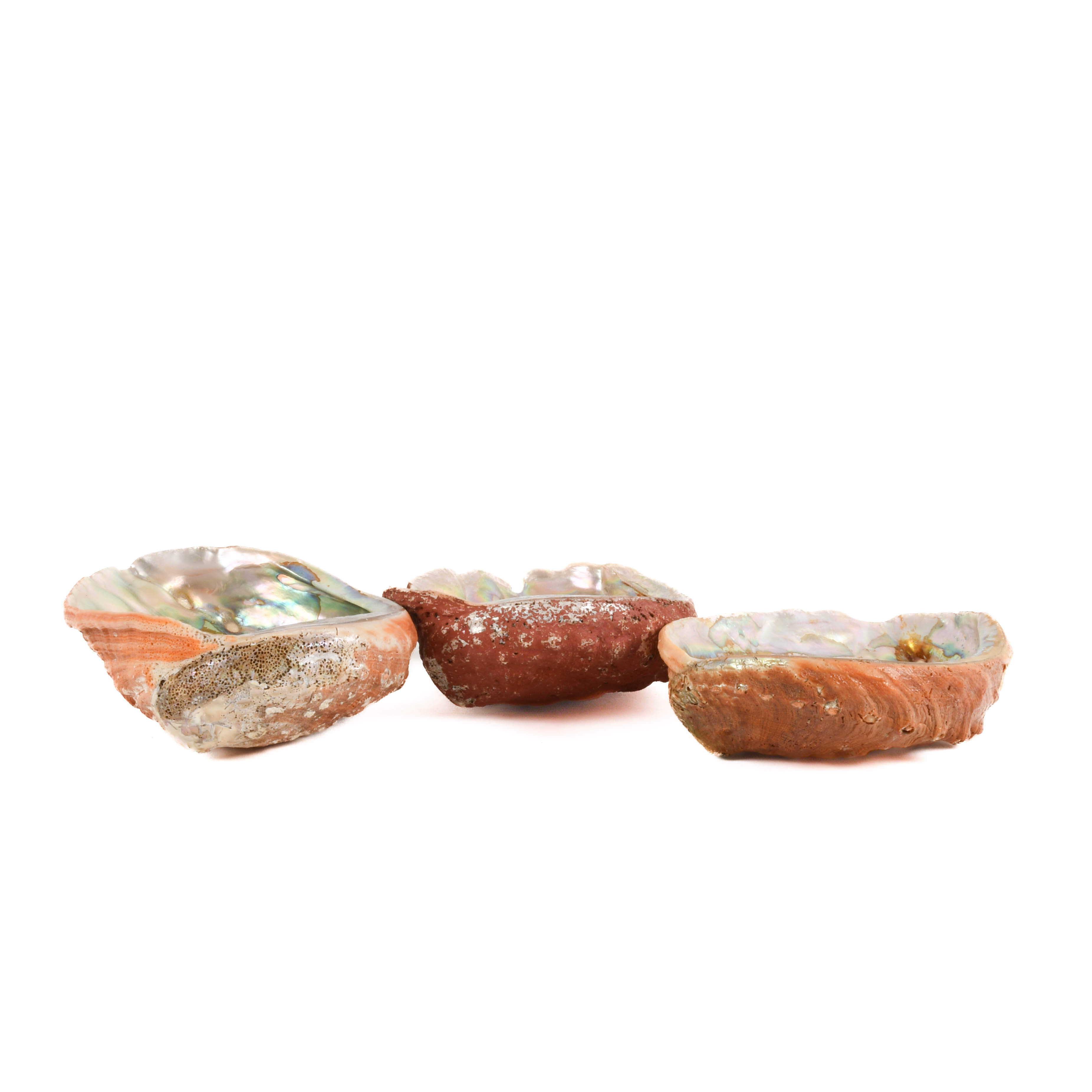 Lot of Three Abalone Seashells-4